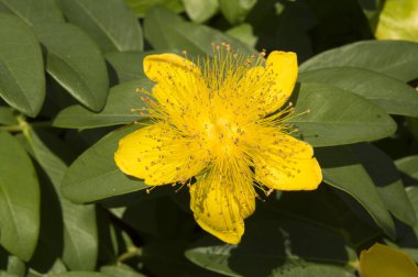 Yakın plan: Aziz John otunun sarı çiçeği