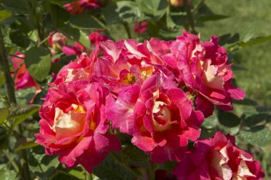 Yakın plan: Yoğun pembe çay demetleri 