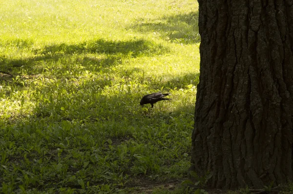 Kargalar ağaç gövdelerinde yürür