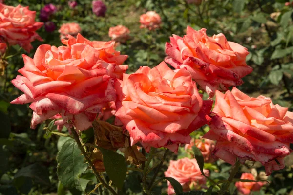 Närbild Intensiva Rosa Jättestjärna Rosor Sidled — Stockfoto