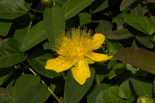 Närbild Vanlig Johannesört Gul Blomma — Stockfoto