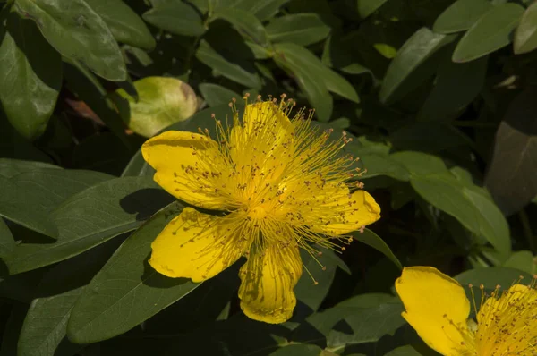 Close Common Saint John Wort Yellow Flower — Stock Photo, Image
