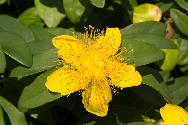 Close Common Saint John Wort Yellow Flower — стоковое фото