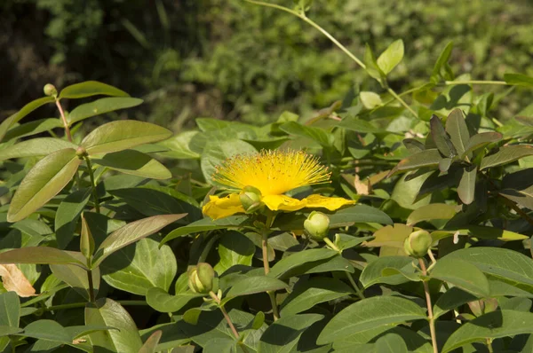 Primer Plano Flor Amarilla Común Hierba San Juan — Foto de Stock