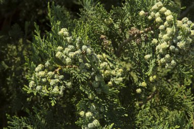 Yakın plan: yeşil strobile ile thuja dalları