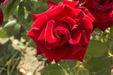 Yakın plan: narin kırmızı gül.