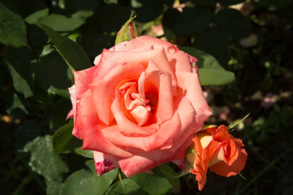 Närbild Intensiv Rosa Jätte Stjärnformad Ros — Stockfoto