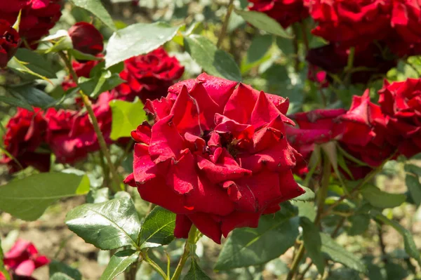 クローズアップ 花弁に日焼けした暗赤色のバラ — ストック写真