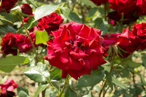 クローズアップ 花弁に日焼けした暗赤色のバラ — ストック写真