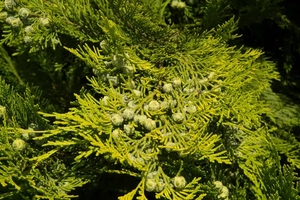 Zbliżenie Gałęzie Thuja Zielonym Strobile — Zdjęcie stockowe