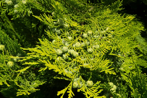 Detail Větve Thuja Zeleným Strobilem — Stock fotografie