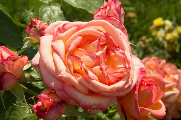 クローズアップ 巨大なライトピンクのバラ — ストック写真