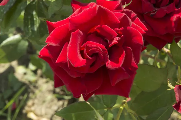 クローズアップ 繊細な大きな赤いバラ — ストック写真