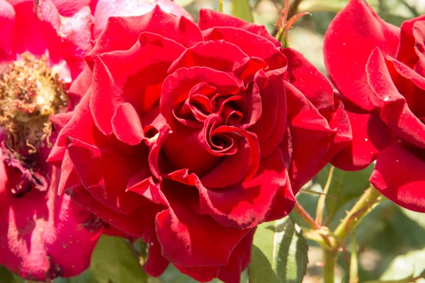 クローズアップ 繊細な大きな赤いバラ — ストック写真