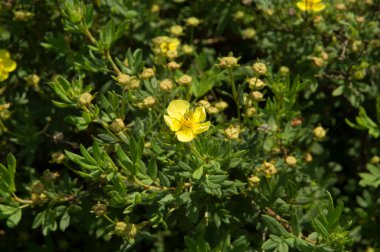 Yakın plan: Kaya gülünün sarı çiçeği