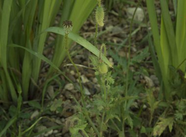 Yakın plan: bir grup haşhaş kapsülü 