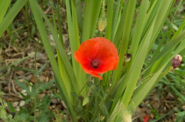 Yakın plan: gelincik kapsülleriyle çevrili kırmızı gelincik çiçeği