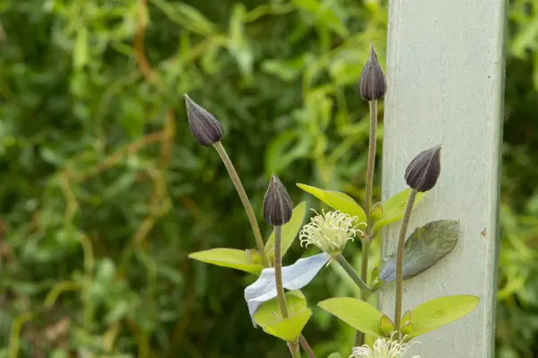 Yakın Plan Açık Mor Yoğun Mavi Klematis Çiçekleri — Stok fotoğraf