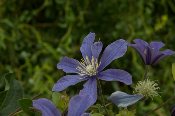 Közelkép Világos Lila Intenzív Kék Clematis Virágok — Stock Fotó