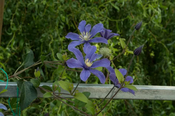Zbliżenie Jasnofioletowe Intensywne Niebieskie Kwiaty Powojnika — Zdjęcie stockowe