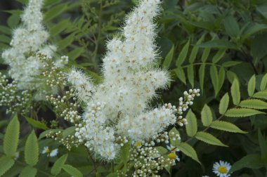 Yakın plan: yeşil yapraklı küçük beyaz Aruncus çiçekleri