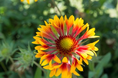 yakın plan: kırmızı turuncu ve sarı yapraklı gailardia battaniye çiçeği