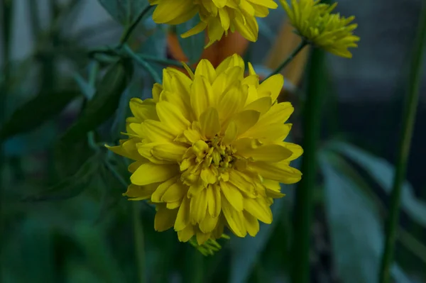 Yakın plan: çalılıklarda sarı sarmal çiçek