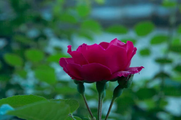 Yakın plan: pembe gül kenarı görünümü