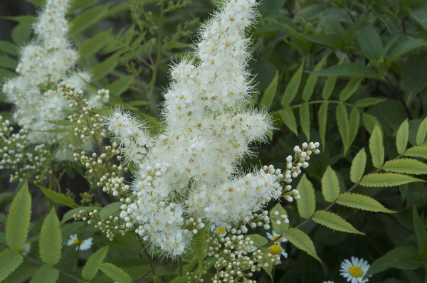 Yakın plan: yeşil yapraklı küçük beyaz Aruncus çiçekleri