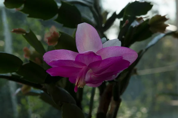 close-up: light pink and light purple Schlumbergera flower by the window