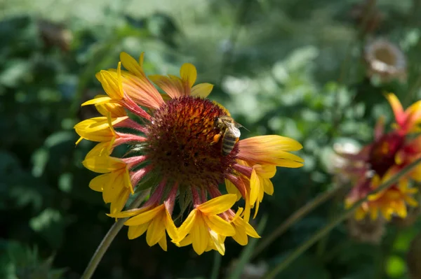 Yakın plan: Gailardia battaniye çiçeklerinden kırmızı turuncu ve sarı yapraklı bal taneleri toplayan bir arı.