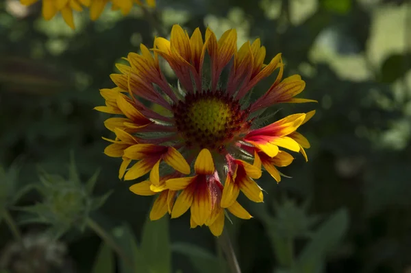 close-up: gailardia blanket flower with red orange and yellow petals