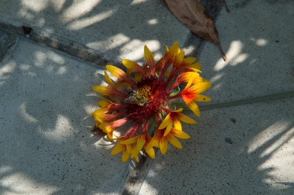 Yakın plan: kaldırımda yatan kırmızı turuncu ve sarı yapraklı gailardia battaniye çiçeğinden bal tozu toplayan bir arı.