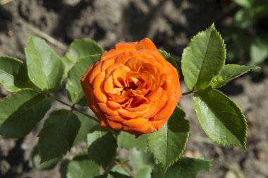 Yakın plan: güzel büyük yuvarlak turuncu gül.