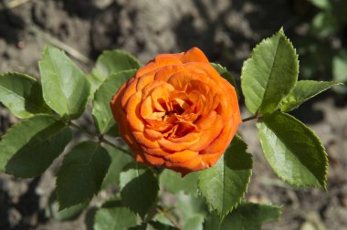 Yakın plan: güzel büyük yuvarlak turuncu gül.