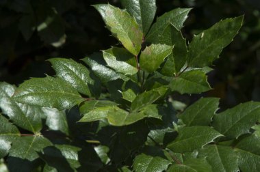 yakın plan: Oregon üzümlü Mahonia şubesi