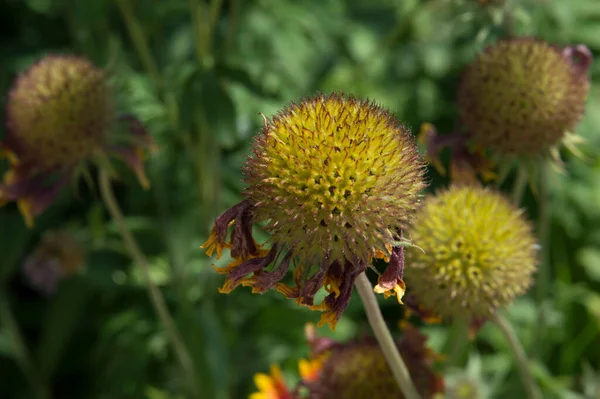 Yakın plan: gailardia çiçekleri yapraksız
