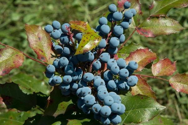 Yakın plan: Oregon üzümlü Mahonia şubesi koyu mavi üzüm üzümü.