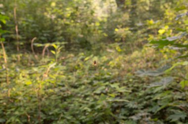 Yakın plan: Küre ağının ortasında çapraz örümcek