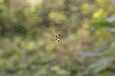 Yakın plan: Küre ağının ortasında çapraz örümcek