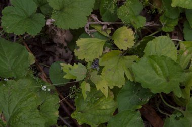 close-up: juvenile oak maple and elm branaches with a flesh fly on one of them