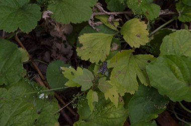 close-up: juvenile oak maple and elm branaches with a flesh fly on one of them