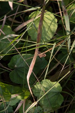 Yakın plan: kahverengi meşe tortriksi genç karaağaç yaprağı üzerinde