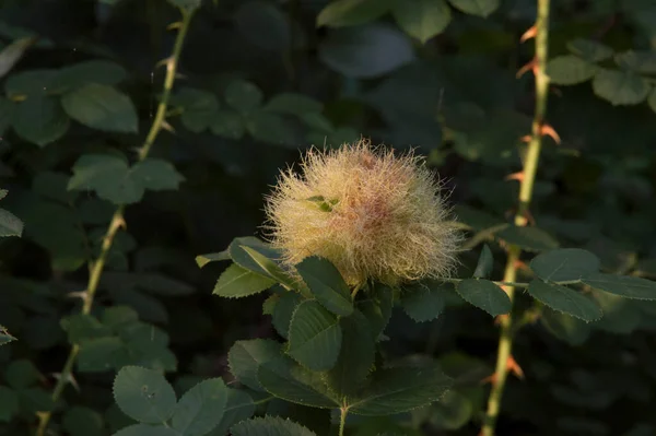 Närbild Vild Ros Med Gul Viniferös Tunn Förgrenad Blomliknande Sfärisk Stockfoto