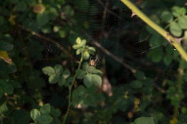 Yakın plan: Küre ağının ortasında çapraz örümcek