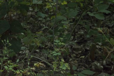 Yakın plan: Küre ağının ortasındaki çapraz örümcek alttan.