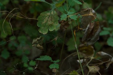 Yakın plan: Ormanda ağ ören berduş örümcek
