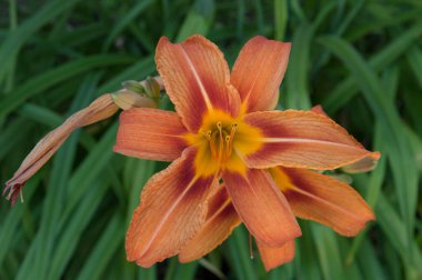 Yakın plan: Birbiri ardına iki turuncu zambak çiçeği.