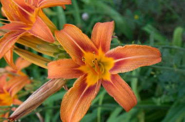 Yakın plan: üstten bir demet turuncu zambak çiçeği.