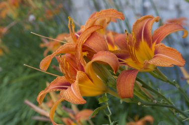 Yakın plan: bir demet turuncu zambak yan görünümü